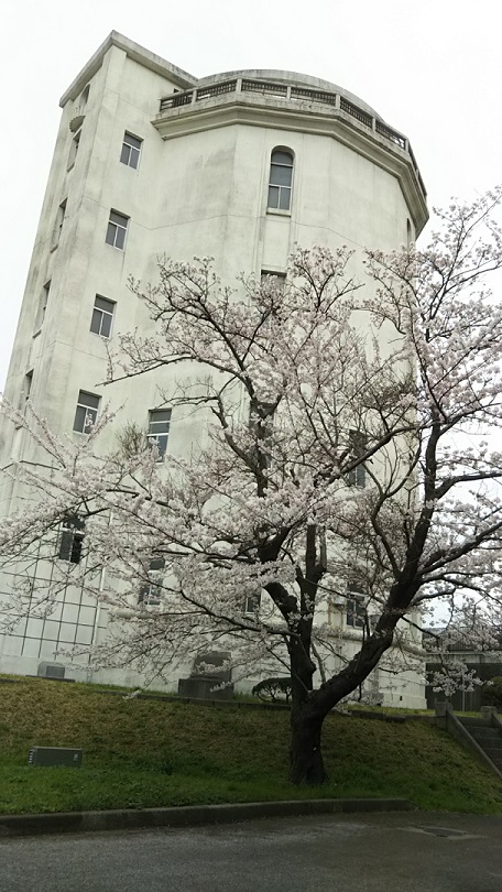 千葉高架水槽 満開時の桜